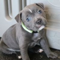 Staffie bleus lof disponibles fin mai #4