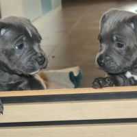 Staffie bleus lof disponibles fin mai