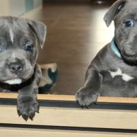 Staffie bleus lof disponibles fin mai #7
