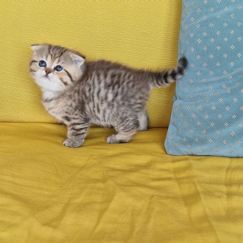 Buffy : scottish fold #2