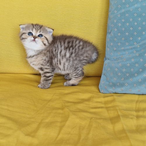 Buffy : scottish fold #3