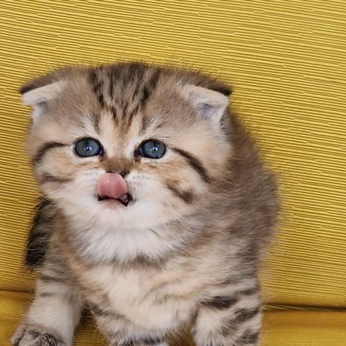 Buffy : scottish fold #5