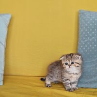 Buffy : scottish fold #1