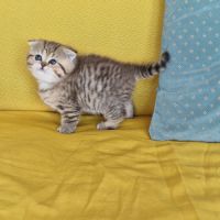 Buffy : scottish fold #2