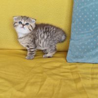 Buffy : scottish fold #3