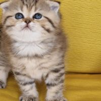 Buffy : scottish fold #0