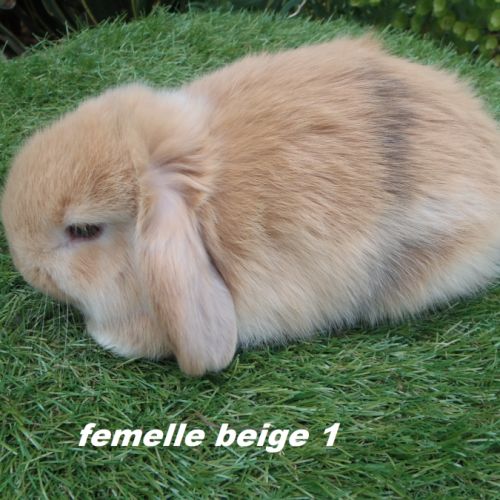 Lapins béliers nains minilops