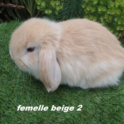 Lapins béliers nains minilops #2