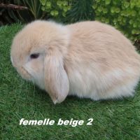 Lapins béliers nains minilops #2
