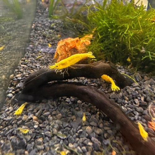 Neocaridina davidi yellow neon promo