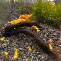 Neocaridina davidi yellow neon promo #2