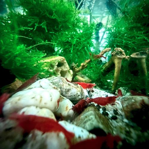 Crevettes neocaridina davidi red cherry promo