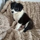 Chien domino à l adoption #2