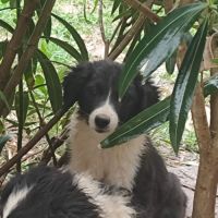Chien domino à l adoption #0