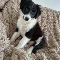 Chien alpha à l adoption #0