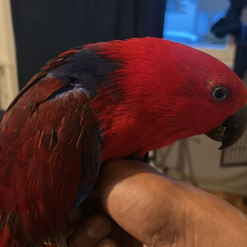 Femelle eclectus