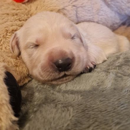 Chiots golden retriever lof #2