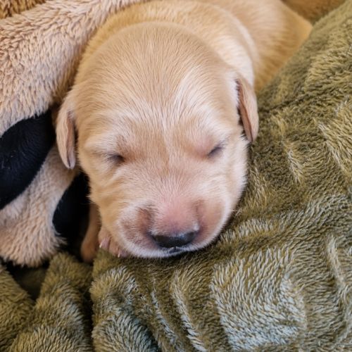 Chiots golden retriever lof #4