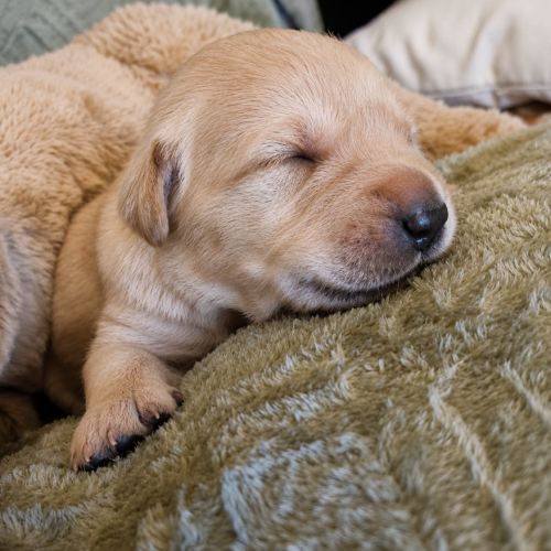 Chiots golden retriever lof #5