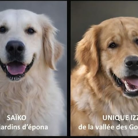 Chiots golden retriever lof #7