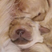 Chiots golden retriever lof #1