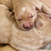 Chiots golden retriever lof