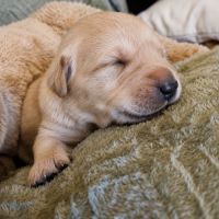Chiots golden retriever lof #5