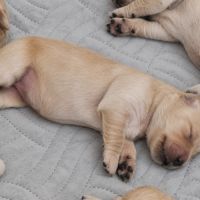 Chiots golden retriever lof #6