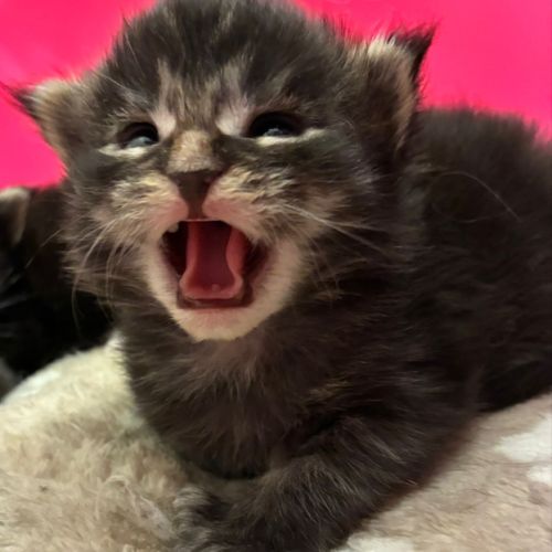 Chatons maine coon #1