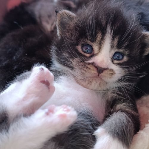 Chatons maine coon #3
