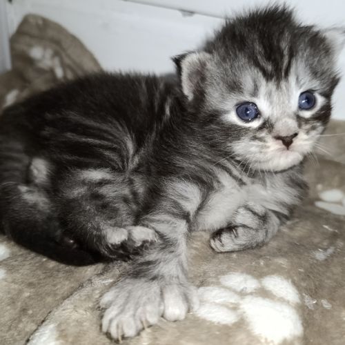 Chatons maine coon #4