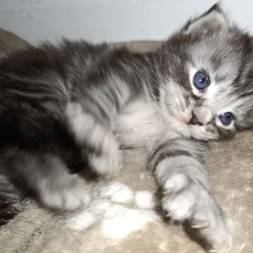 Chatons maine coon #5