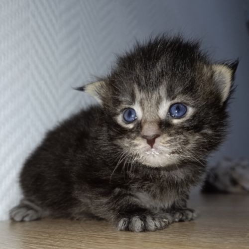 Chatons maine coon #6