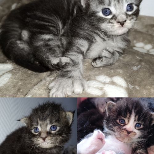 Chatons maine coon
