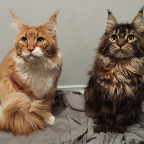 Chatons maine coon #8