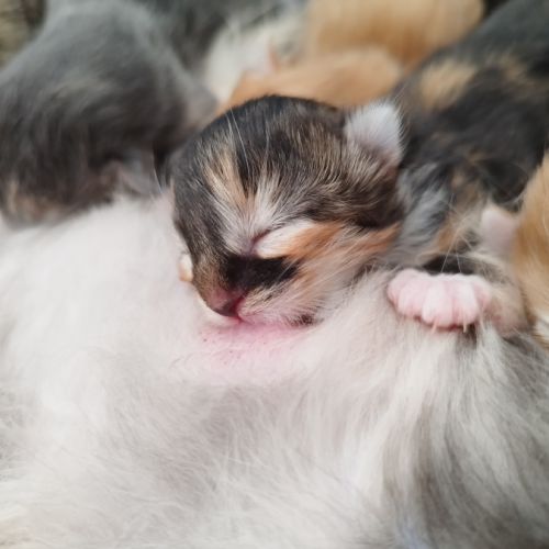 Chatons maine coon #10