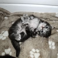 Chatons maine coon #2