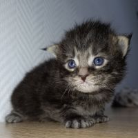 Chatons maine coon #6