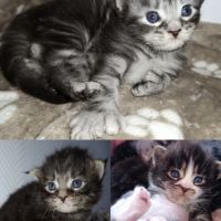 Chatons maine coon #0