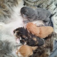 Chatons maine coon #9