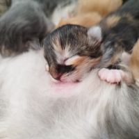 Chatons maine coon #10
