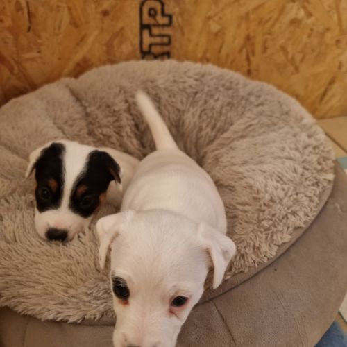 Chiot jack russell femelle #0