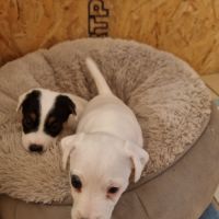 Chiot jack russell femelle