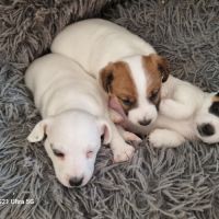 Chiot jack russell femelle #2
