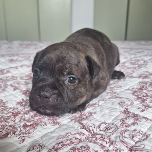 Magnifique staffy lof