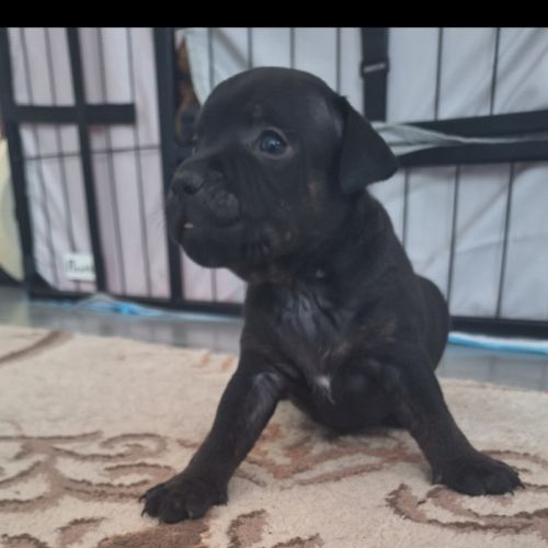 Magnifique staffy lof #3
