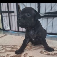 Magnifique staffy lof #3