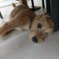 Noisette la joie de vivre #2