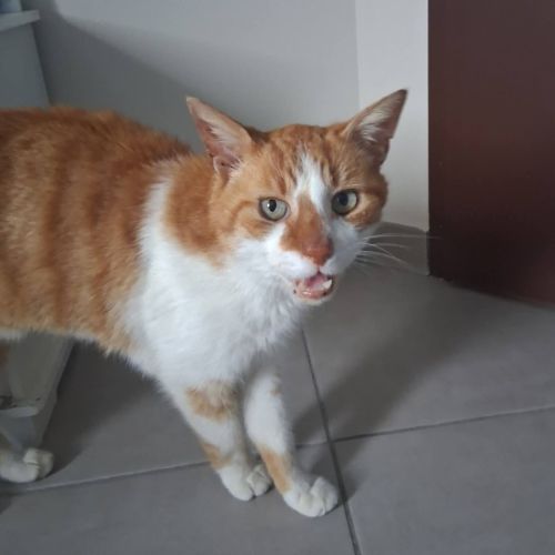 Chat denver