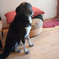 Chien orhid #3